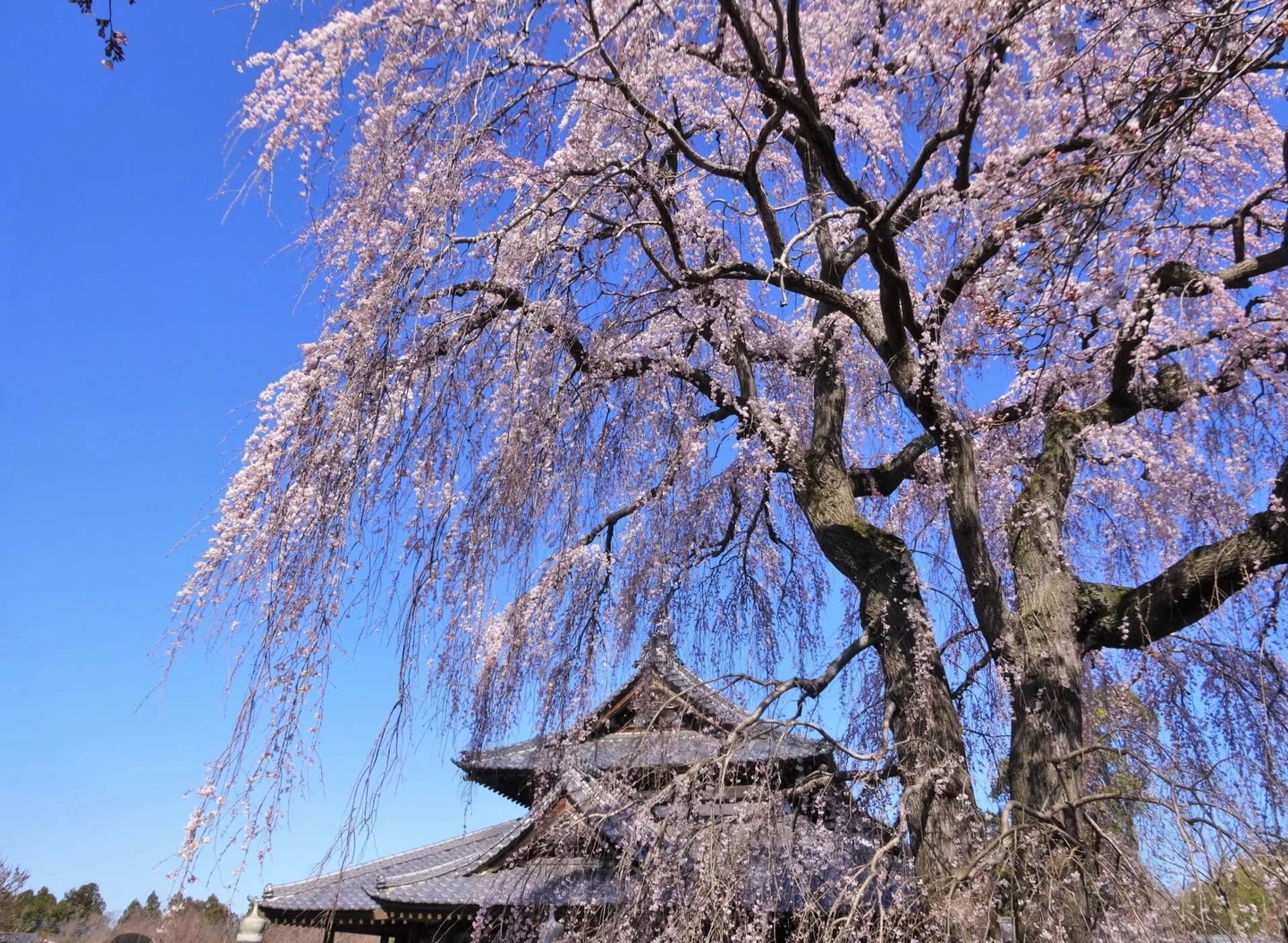 茨城県那珂市は豊かな自然が広がるベッドタウン！新築の注文住宅を建てるなら？
