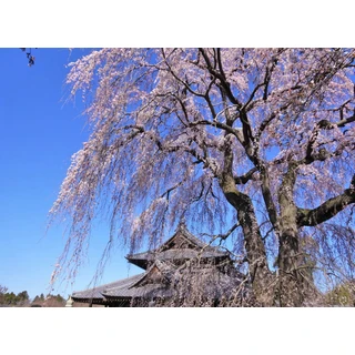 茨城県那珂市は豊かな自然が広がるベッドタウン！新築の注文住宅を建てるなら？