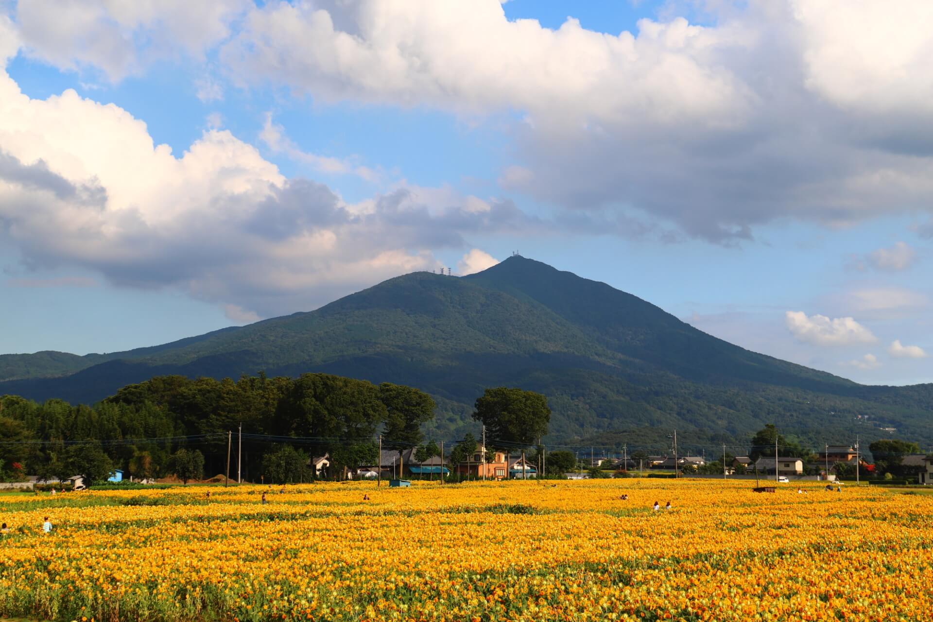 筑西市　明野ひまわりフェスティバル